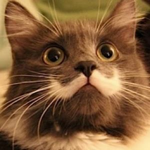 Meet your Posher, Elena